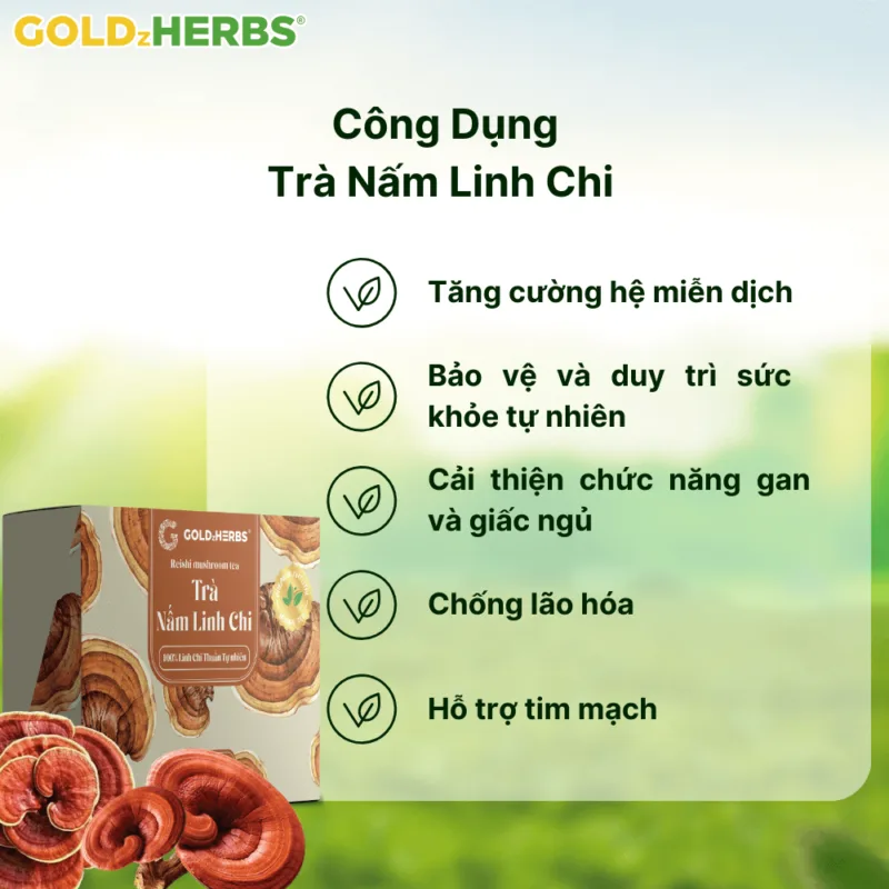 tra-nam-linh-chi (1)