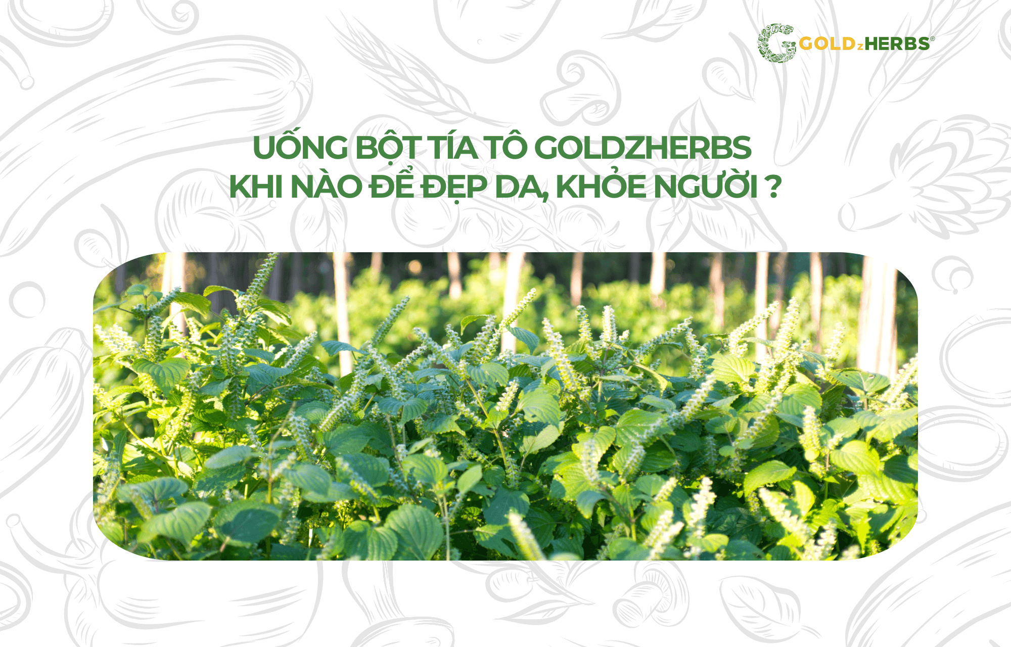 uong-bot-tia-to-goldzherbs-khi-nao (1)