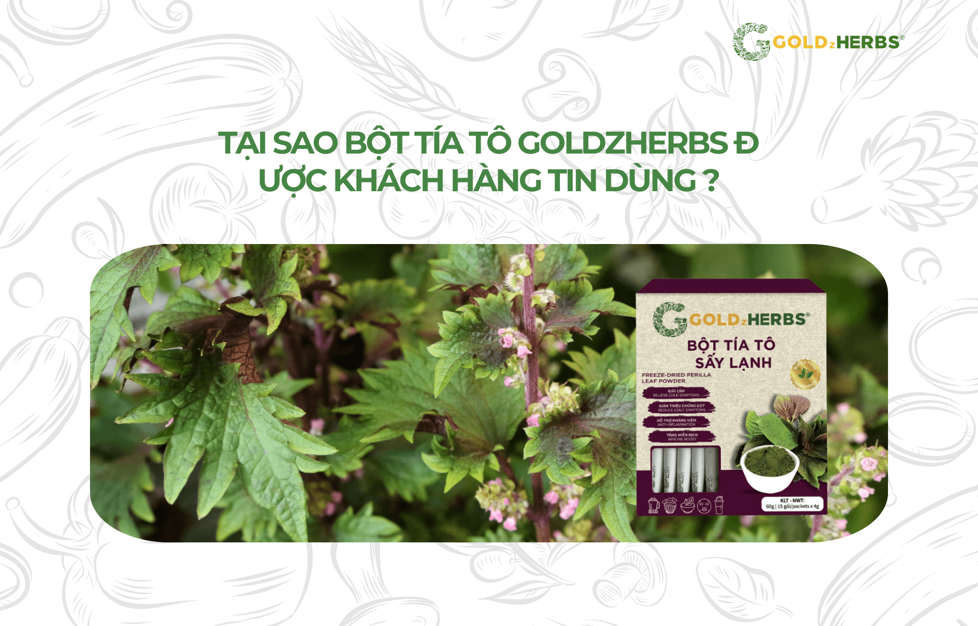 uong-bot-tia-to-goldzherbs-khi-nao (1)