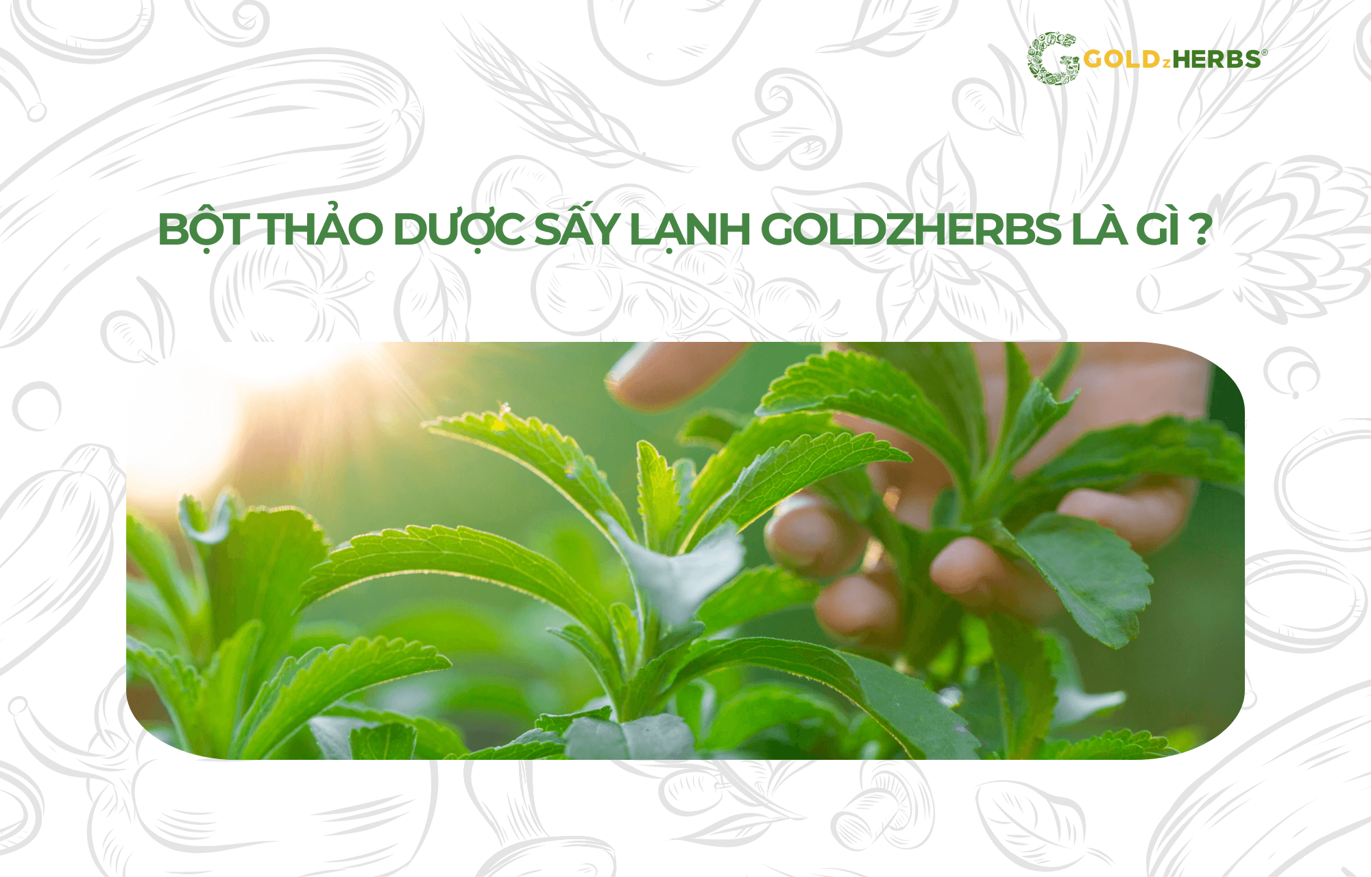 bot-thao-duoc-say-lanh-goldzherbs (1)