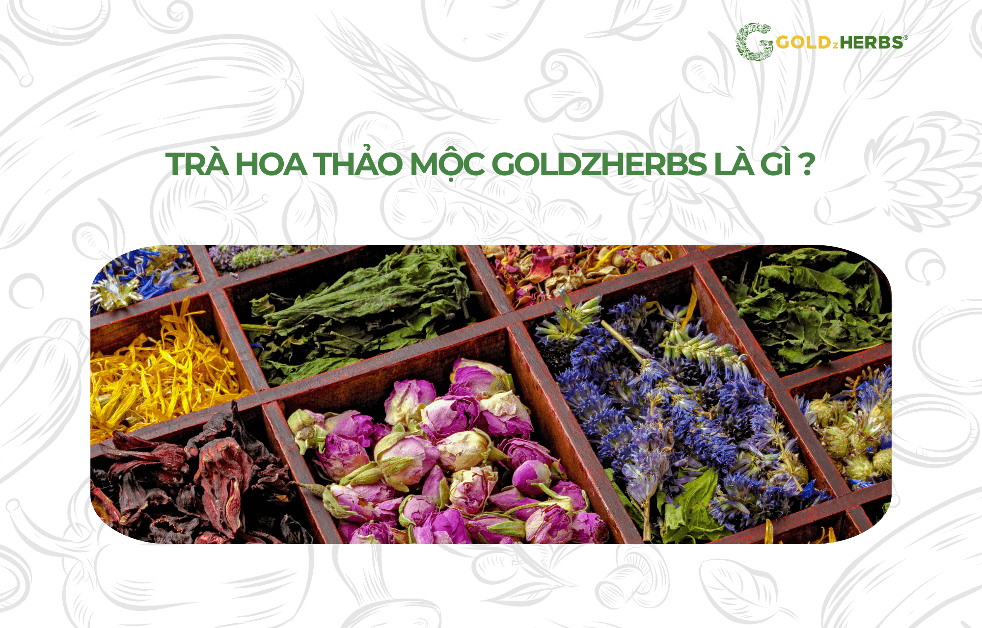 tra-hoa-thao-moc-goldzherbs (1)