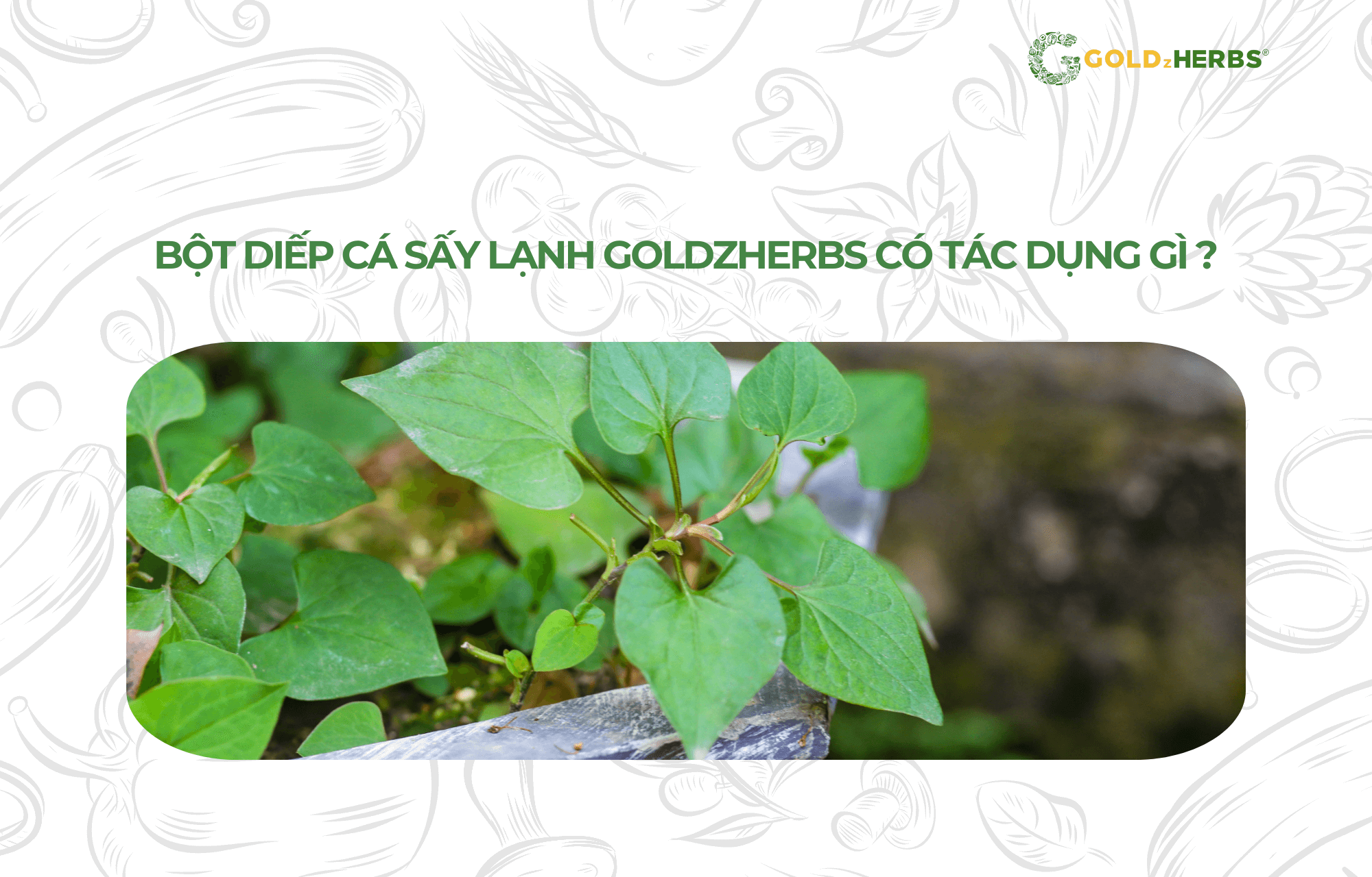 bot-diep-ca-say-lanh-goldzherbs (1)