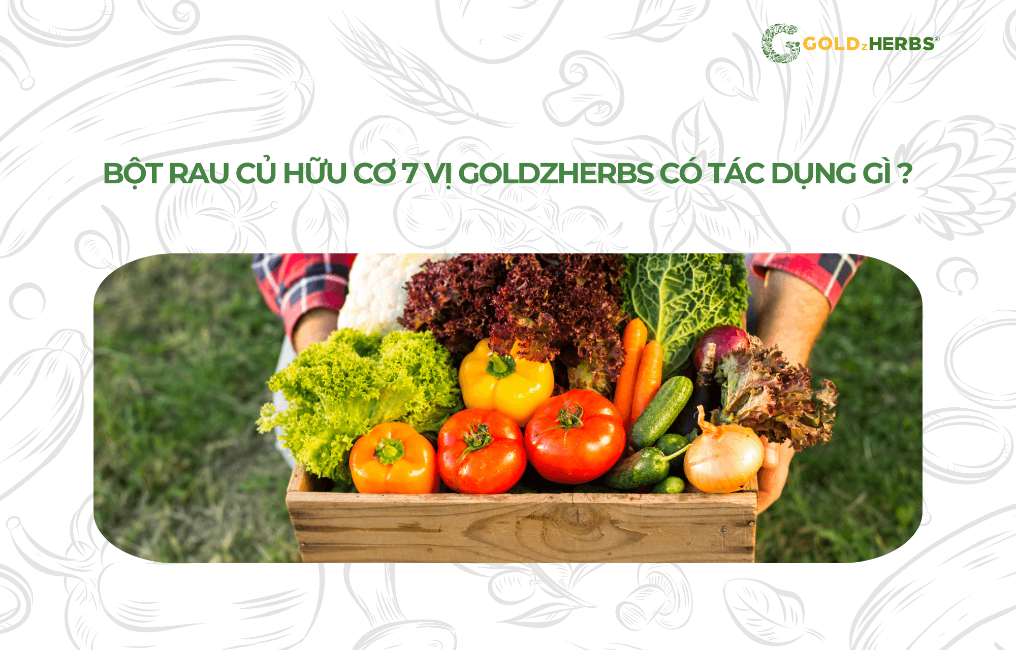 bot-rau-cu-7-vi-goldzherbs (4)