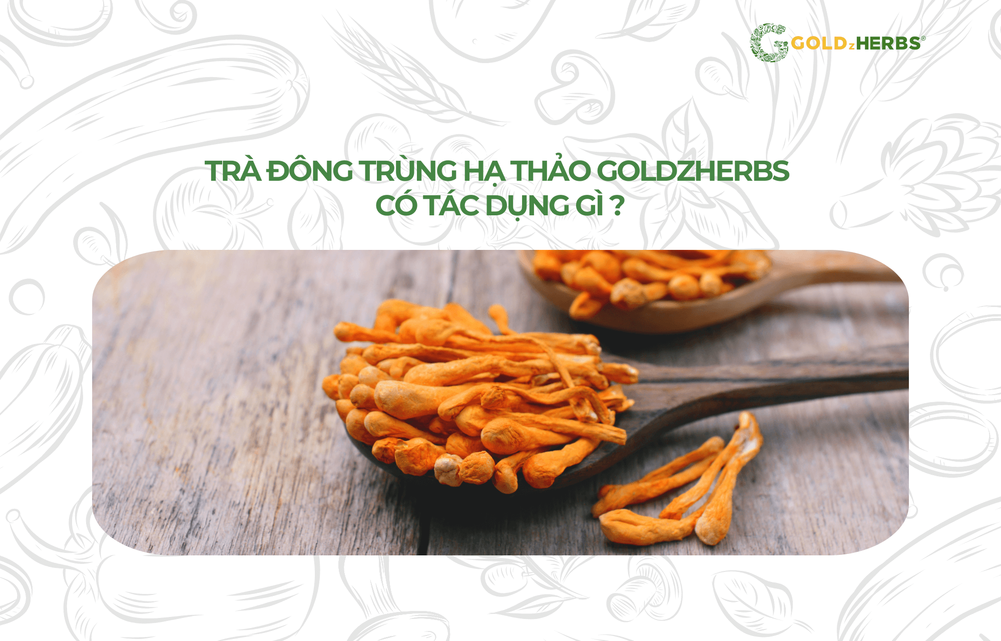 tra-dong-trung-ha-thao-goldzherbs (1)