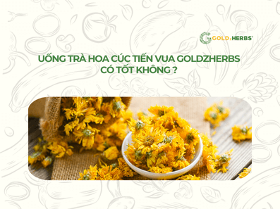 tra-hoa-cuc-tien-vua-goldzherbs (3)