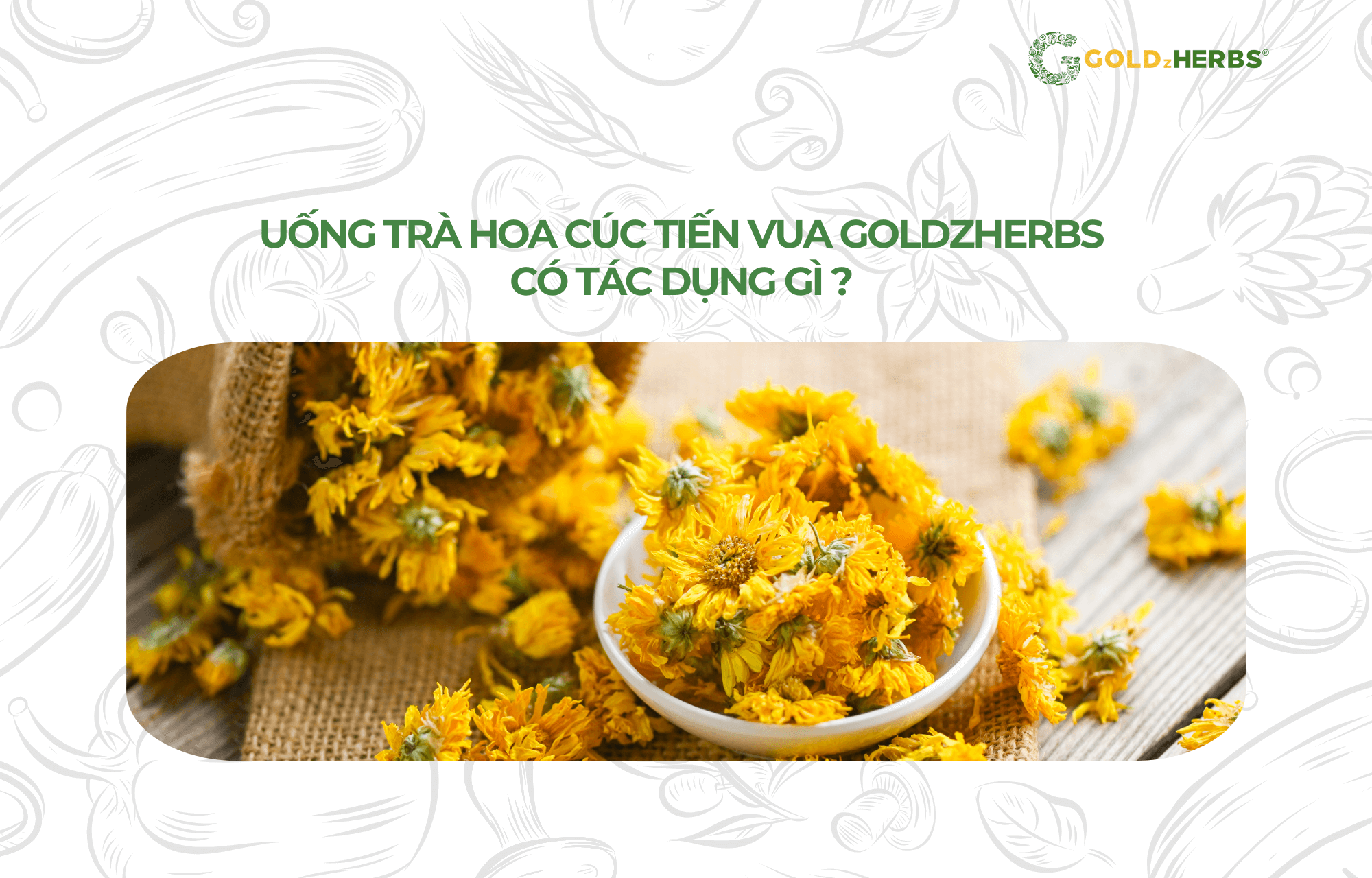 tra-hoa-cuc-tien-vua-goldzherbs (3)