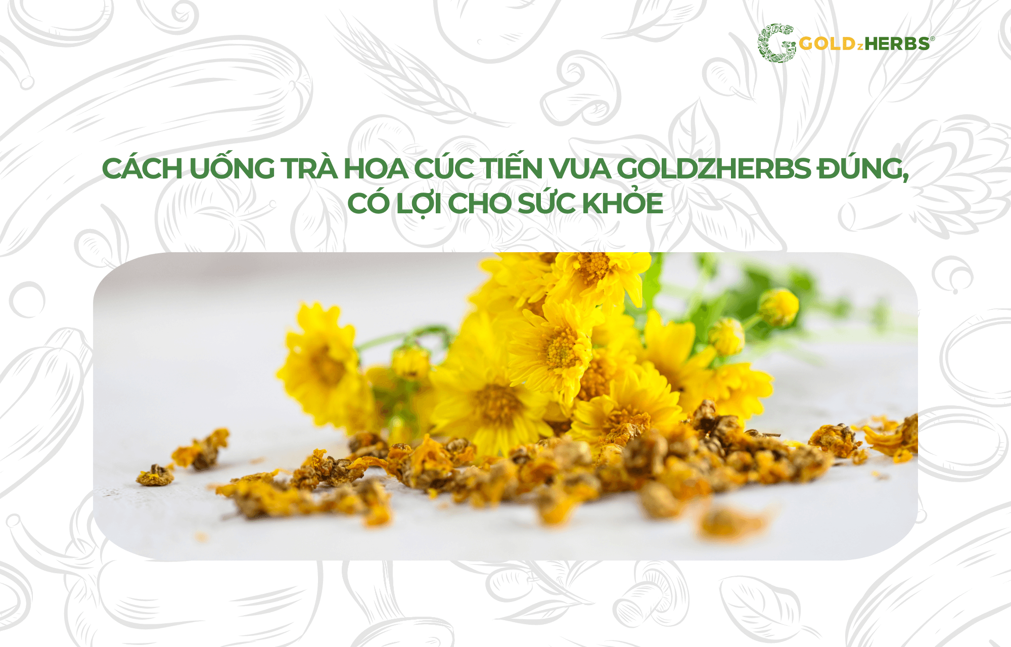 tra-hoa-cuc-tien-vua-goldzherbs (3)