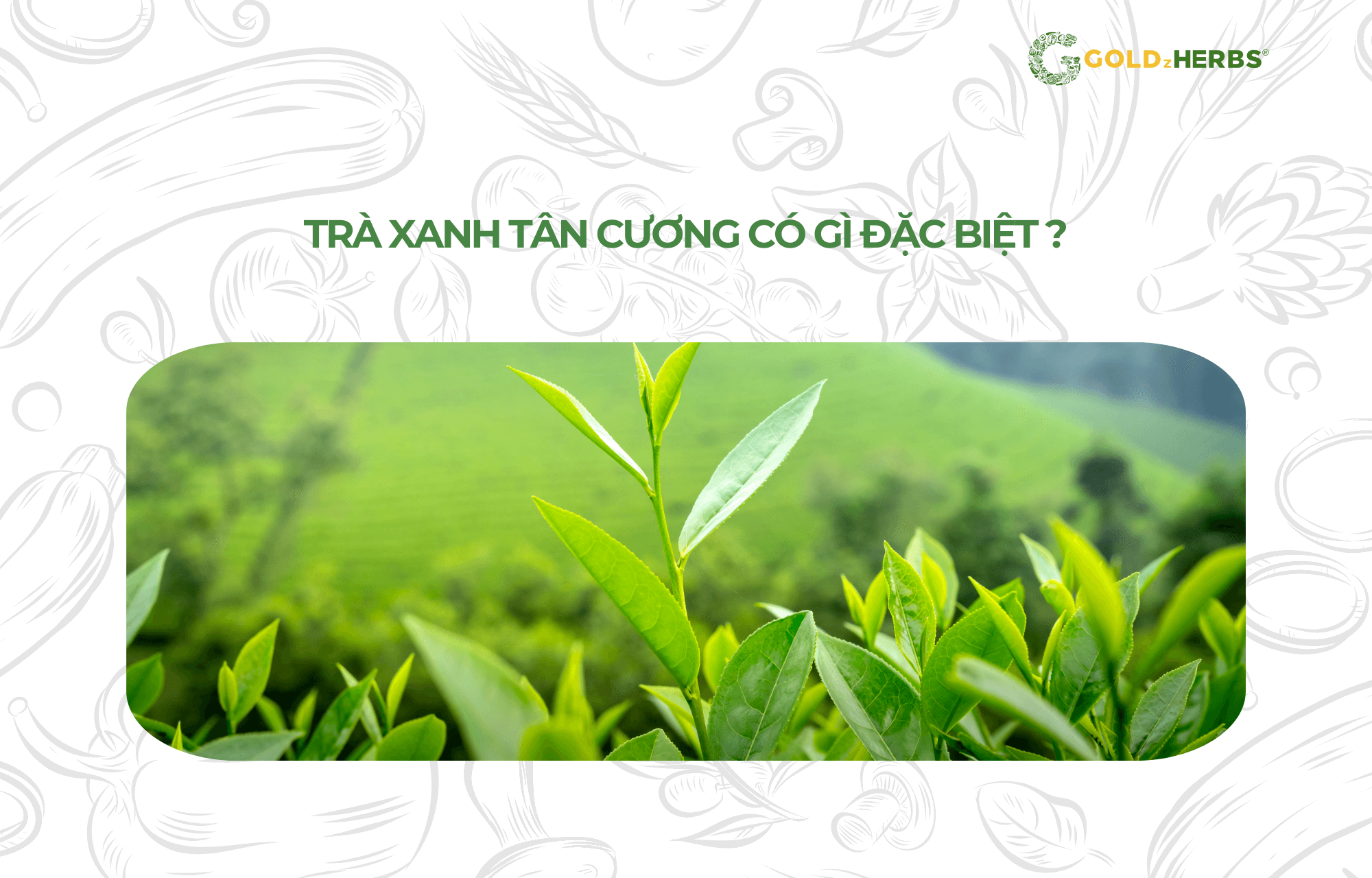 tra-xanh-goldzherbs (4)